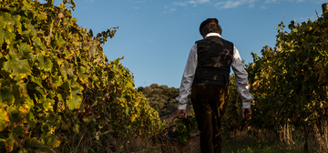 Colline del vento - Passeggiata tra i filari con aperitivo