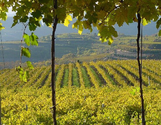 Azienda Agricola Casarotto - Degustazione Top - Veneto