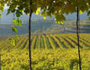 Azienda Agricola Casarotto - Degustazione Media
