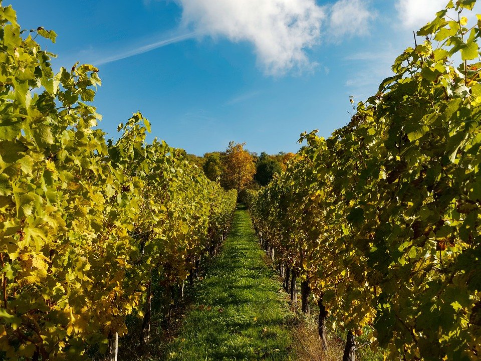 Colline Aprutine - Tour 2 giorni - WINERIES