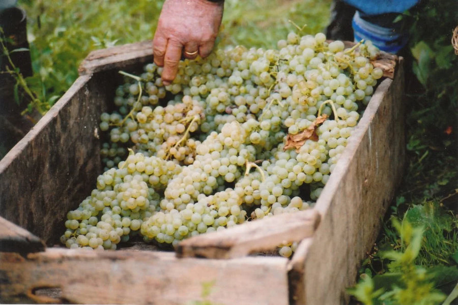 Cantina del Colonna - Degustazione 4 Vini