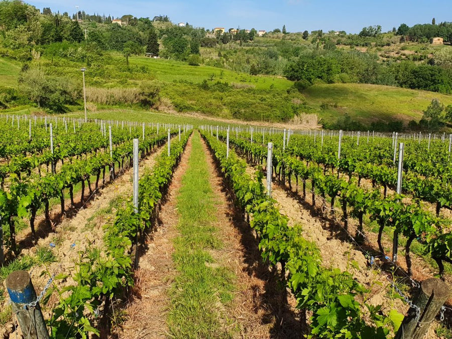 L'Agona - Questi siamo noi - WINERIES