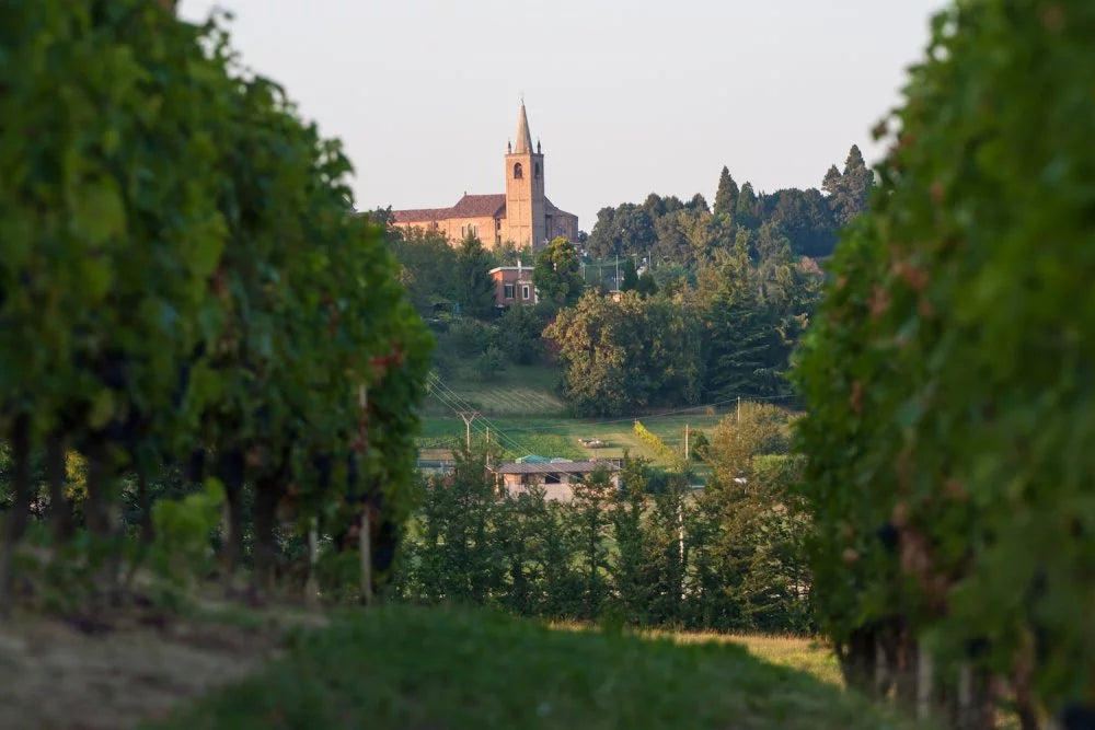 Azienda Agricola AleMat - Classica - WINERIES