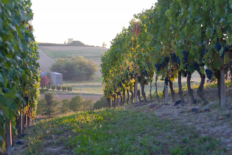 Azienda Agricola AleMat - Classica - WINERIES