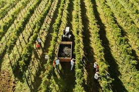 Costa dei Trabocchi - Tour 2 giorni - WINERIES