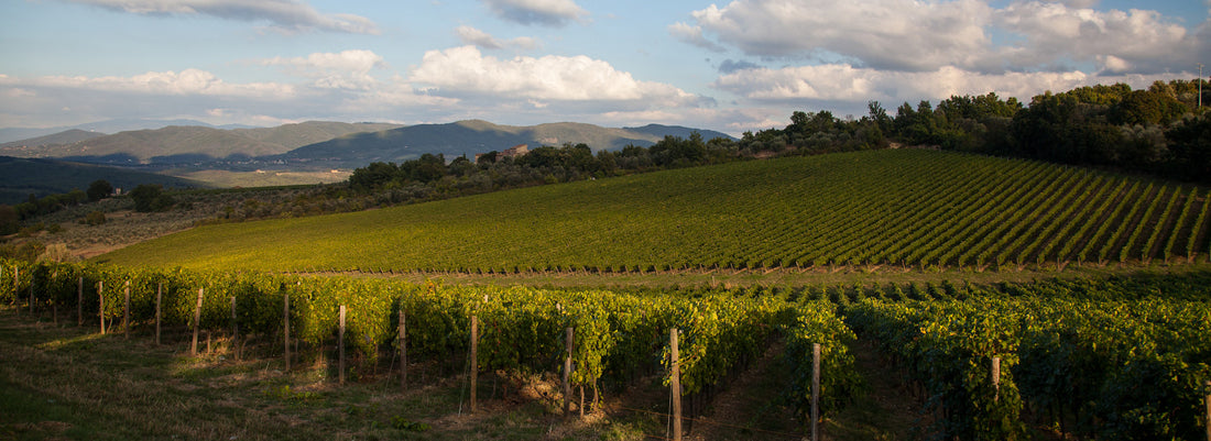 Tenuta Antinori Peppoli - Degustazione di vino esclusiva