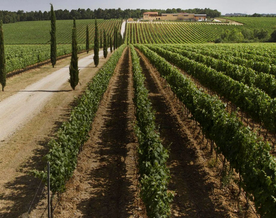 Tenuta Antinori La Braccesca - Degustazione di vino esclusiva