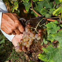 Colline del vento - Pranzo in vigna