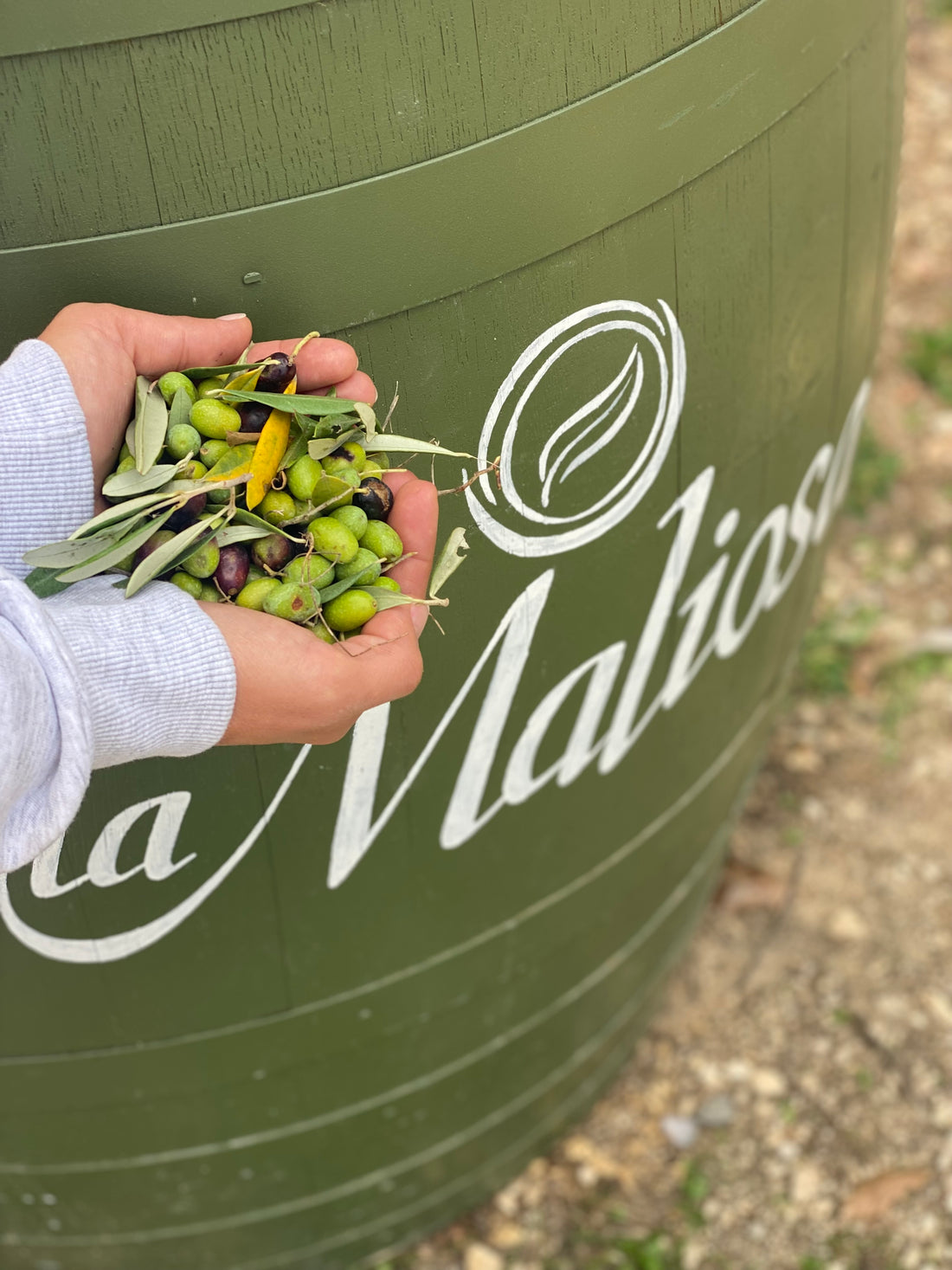 Fattoria La Maliosa - Picnic in vigna sotto la Grande Quercia - WINERIES