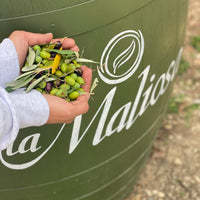 Fattoria La Maliosa - Picnic in vigna sotto la Grande Quercia - WINERIES