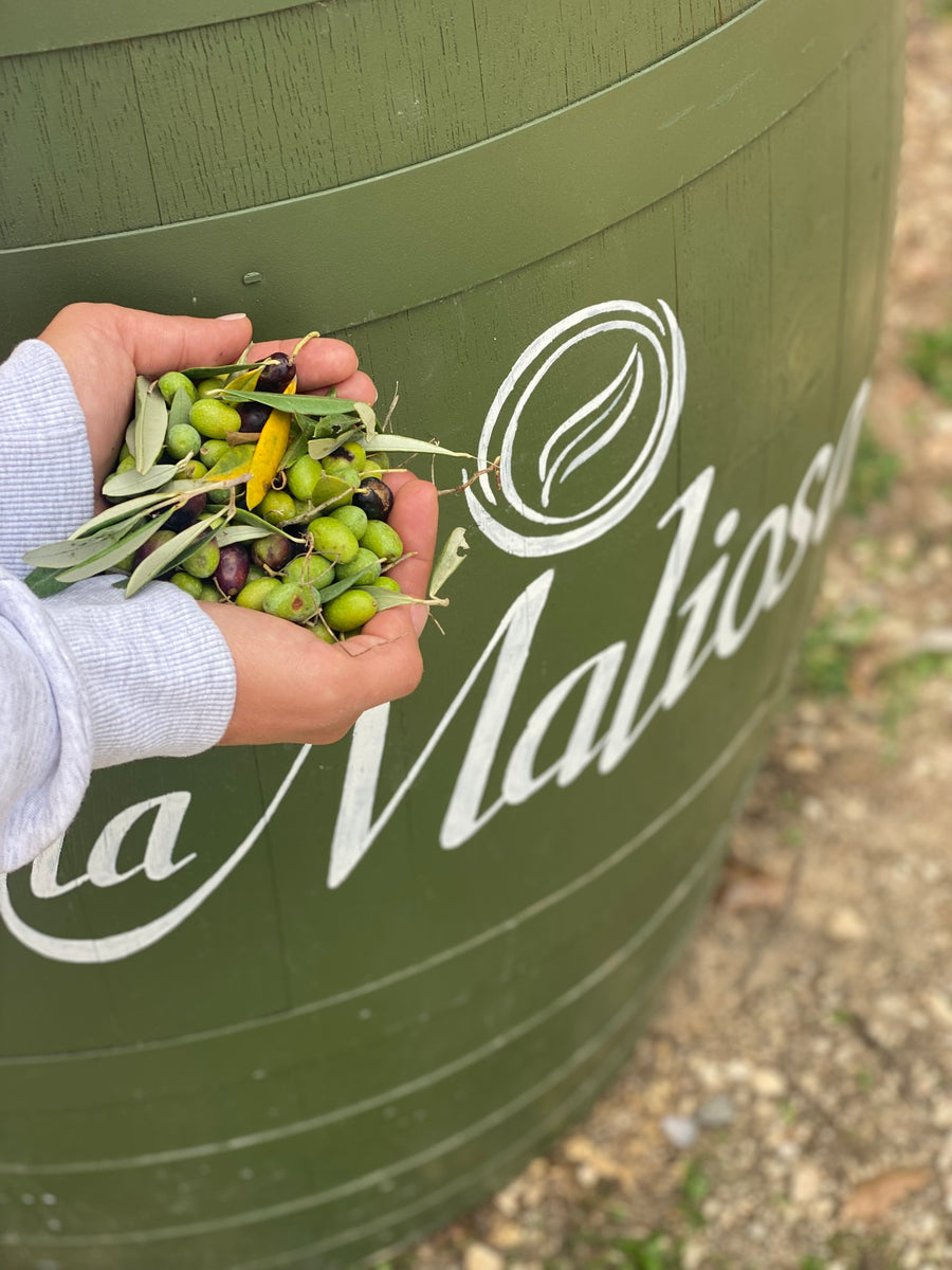 Fattoria La Maliosa - Degustazione - WINERIES