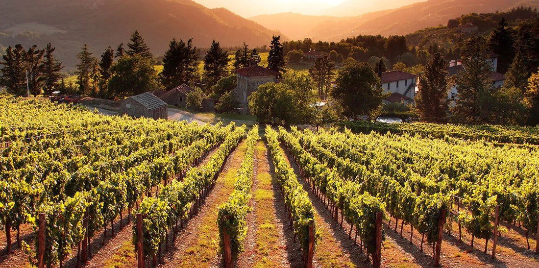 Frescobaldi Tenuta Perano - Degustazione di vino esclusiva