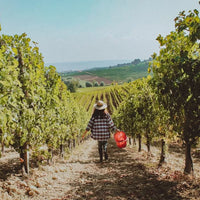 Oddone Prati - Pic Nic nel vigneto - Piemonte