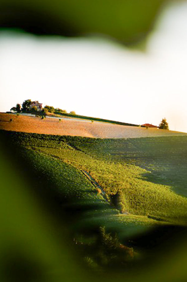 Damilano - Degustazione di vino esclusiva