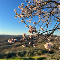 Fattoria La Maliosa - Picnic in vigna sotto la Grande Quercia - WINERIES