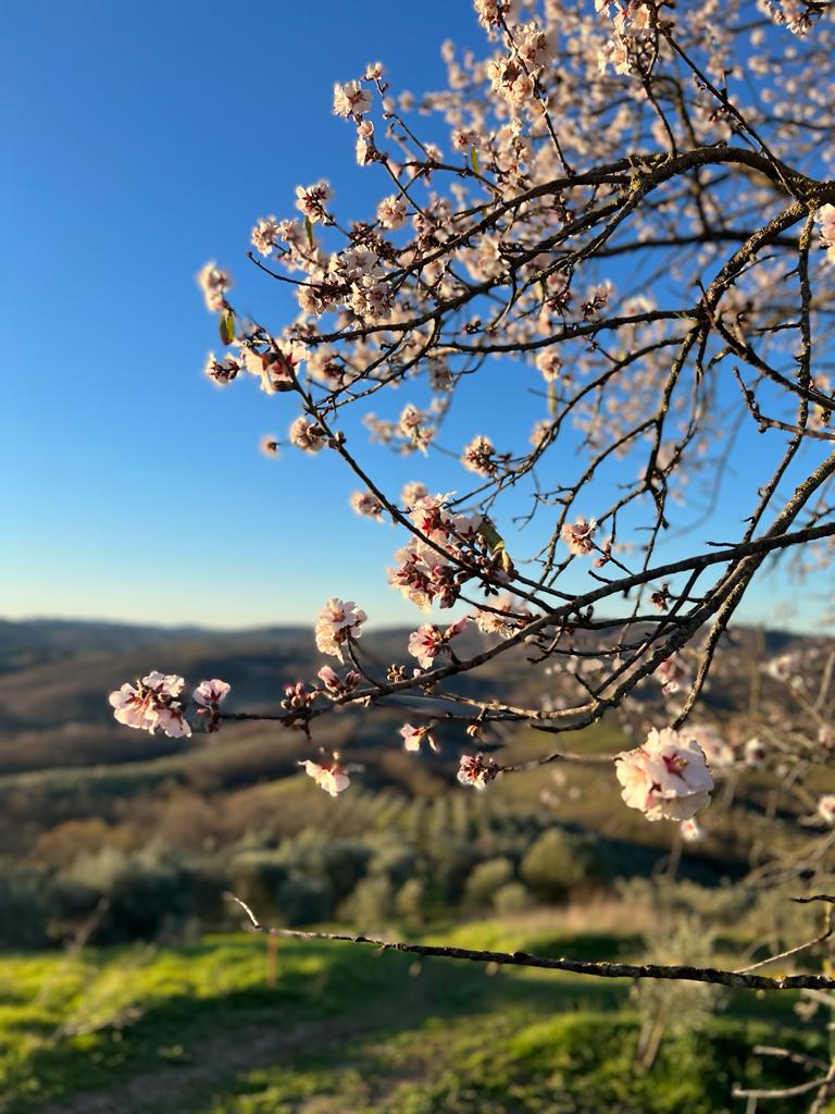 Fattoria La Maliosa - Picnic in vigna sotto la Grande Quercia - WINERIES