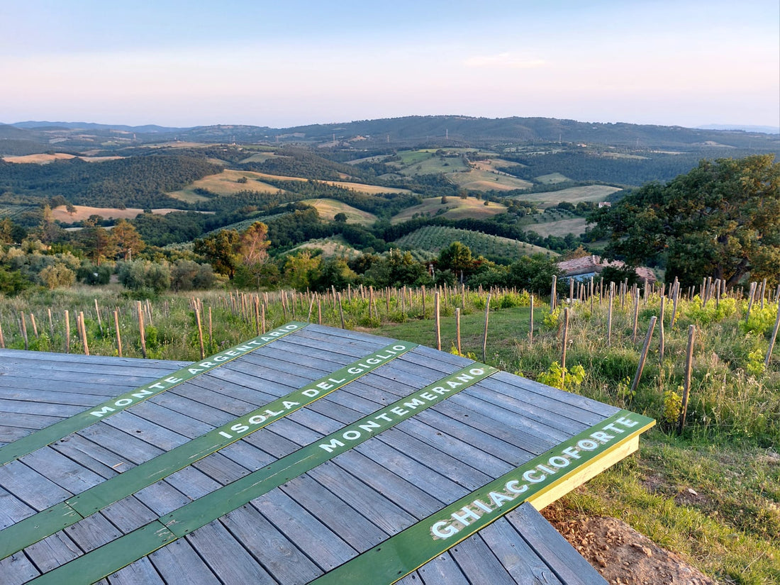 Fattoria La Maliosa - Picnic in vigna sotto la Grande Quercia - WINERIES