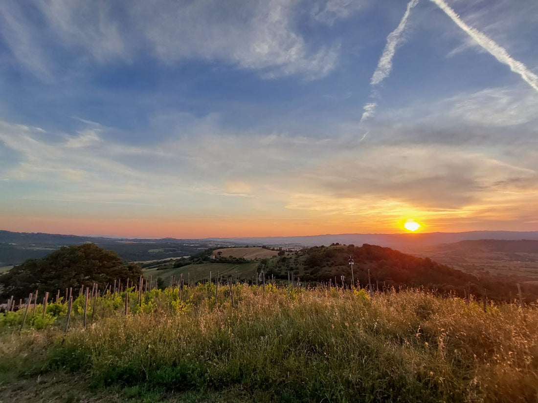 Fattoria La Maliosa - Picnic in vigna sotto la Grande Quercia - WINERIES