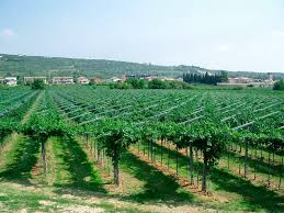 Castellani Michele - Degustazione 4 Vini