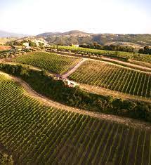 Tenuta di Saragano - Wine Tasting