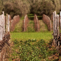 Tenuta Il Ponte - Pic nic tra gli ulivi - WINERIES