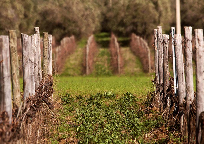 Tenuta Il Ponte - Pic nic tra gli ulivi - WINERIES