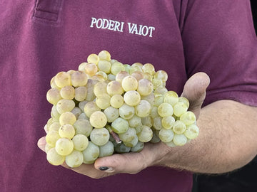 Poderi Valot - Degustazione Completa - Piemonte