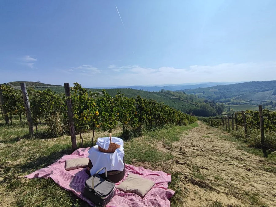 Oddone Prati - Pic Nic nel vigneto - Piemonte