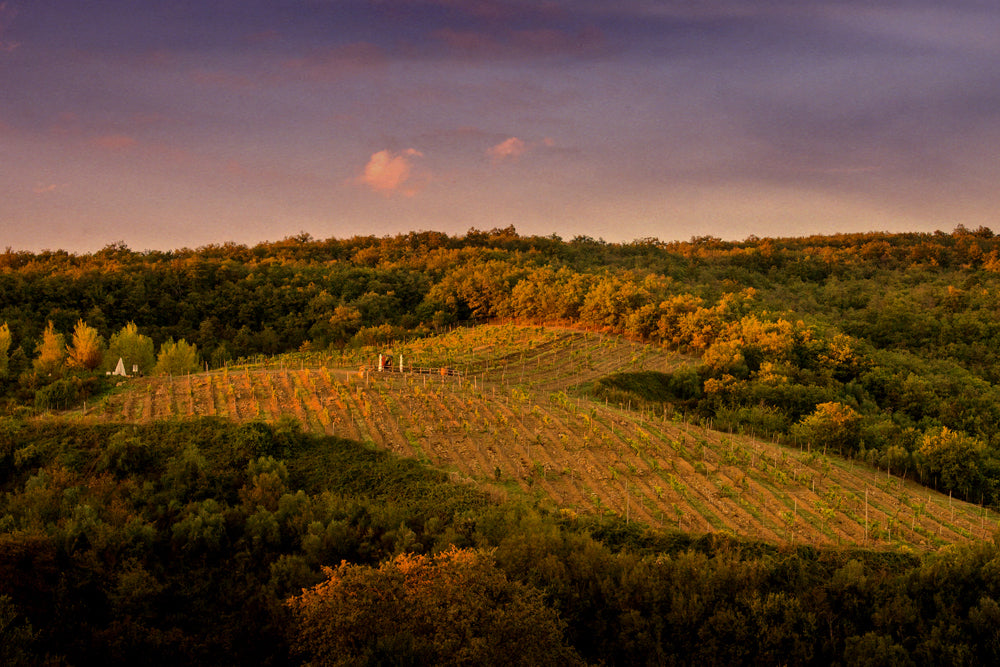 Castelvecchi - Wine tasting Classico