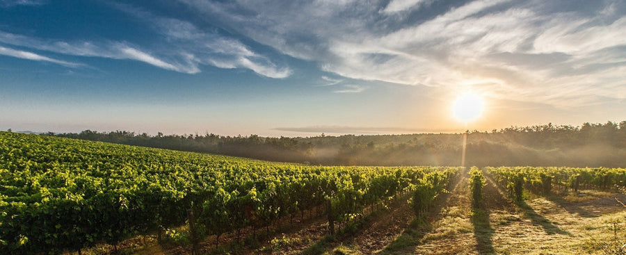 Cantine Luzi Doandei - Masterclass Nebbiolo - Piemonte