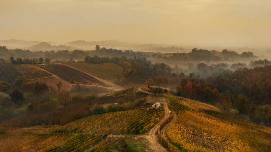 Cantina Pelassa - Degustazione - WINERIES