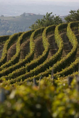 Cantine Luzi Doandei - Degustazione vini Top Piemonte - Piemonte