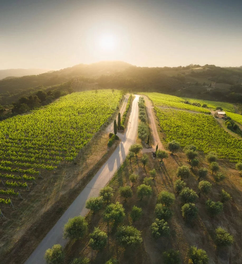 Tenuta di Saragano - Wine Tasting