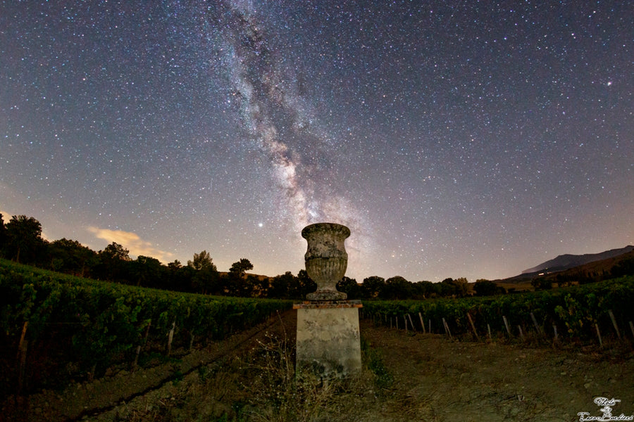 Tenuta di trinoro - Degustazione di vino esclusiva