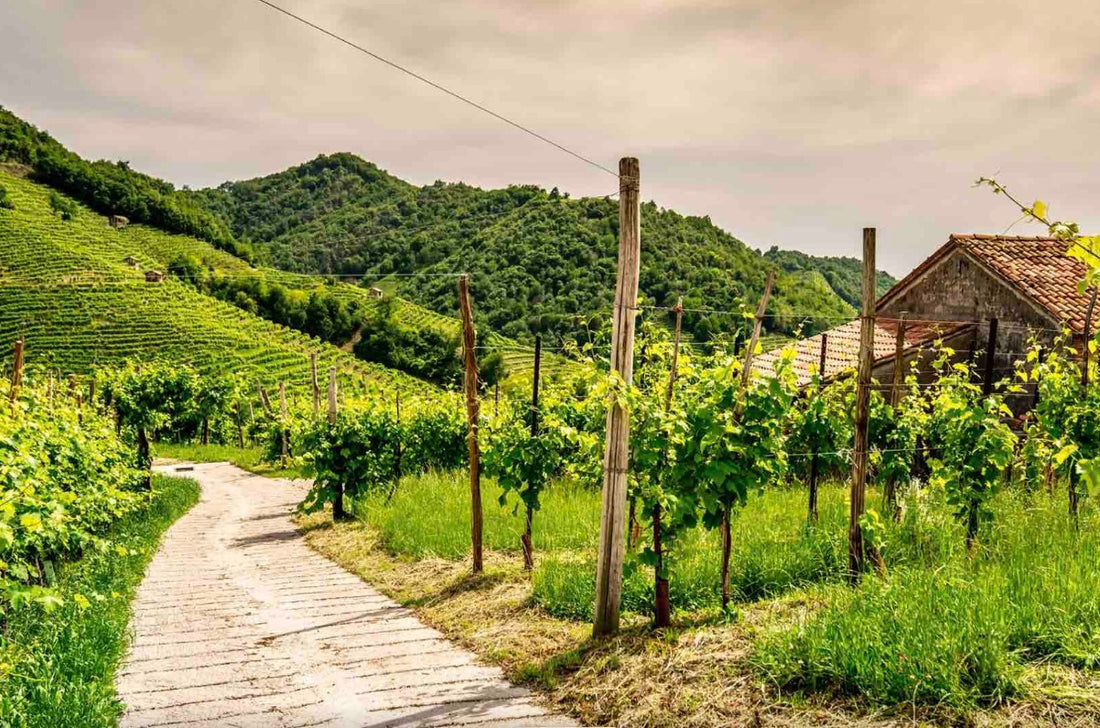 Soggiorno & Degustazione in Wine Resort - Veneto Veneto Veneto