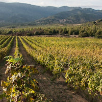 Colline del vento - Pranzo in vigna