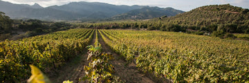 Colline del vento - Pranzo in vigna