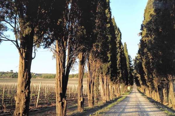 Tenuta di Pietra Porzia - Esperienza Old Vintage Lazio Tenuta di Pietra Porzia