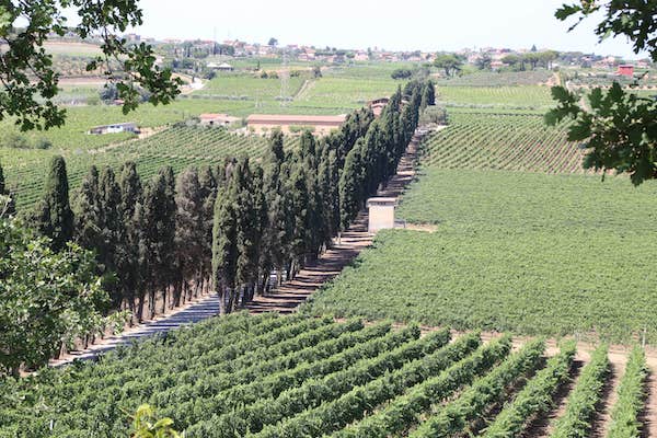 Tenuta di Pietra Porzia - Esperienza Old Vintage Lazio Tenuta di Pietra Porzia
