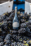 Cantina Bel Colle - Percorso Nebbiolo Plus