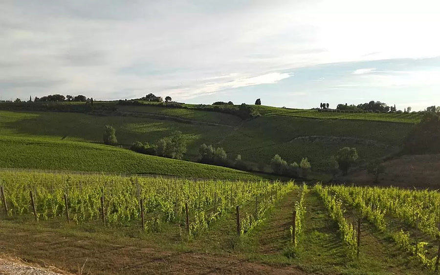 Podere la chiesa - Degustazione 7 vini Toscana Podere la chiesa