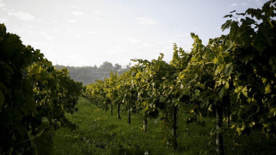 Casale Mattia - Pic nic nel vigneto - Lazio