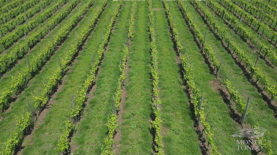 Az.Agr. Montetondo - PERCORSO CLASSICO Veneto Az.Agr. Montetondo