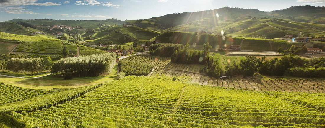 Cascina Pugnane - Pranzo in vigna Piemonte Cascina Pugnane