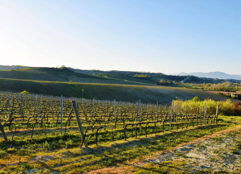 Badia di Morrona - Visita + Pranzo con Degustazione Toscana Badia di Morrona
