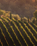 Castelvecchi - Degustazione sensoriale