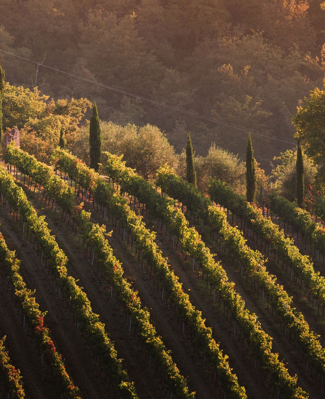 Castelvecchi - Degustazione sensoriale