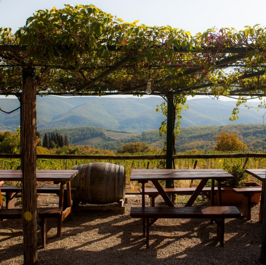 Castelvecchi - Degustazione sensoriale