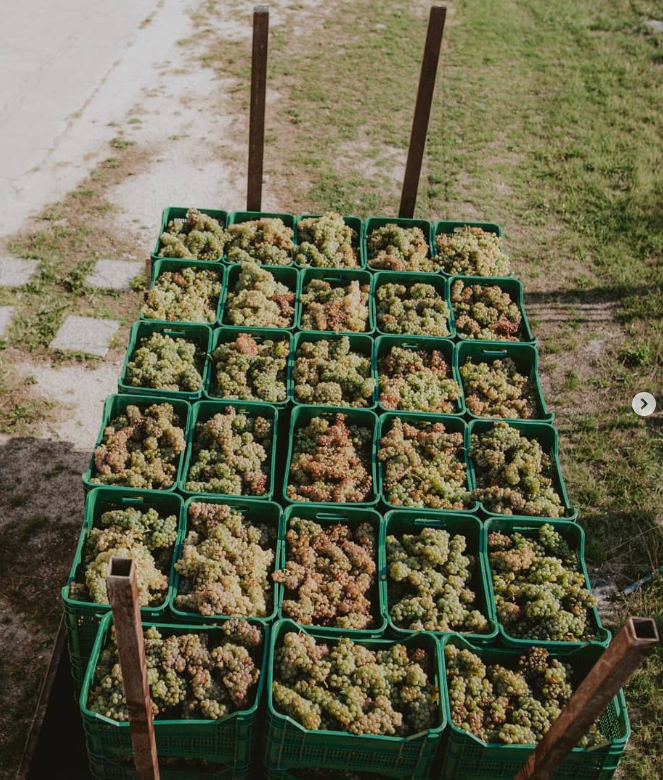 Pietro17 - Degustazione Classica Marche Vicari Vini