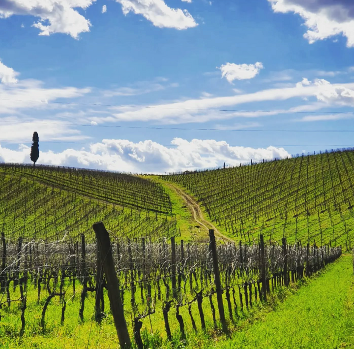 Fattoria Viticcio - Chianti Classico Tour & Tasting Toscana Fattoria Viticcio